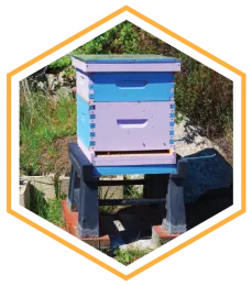 Apiary Location and Installation-01