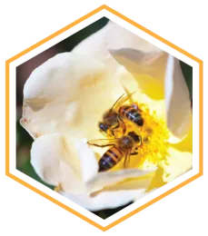 Bee Biology Hex-02-01