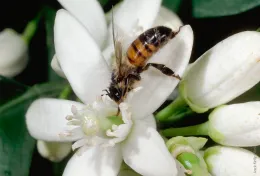 A close-up of a honey bee on a white citrus blossom, surrounded by green leaves.