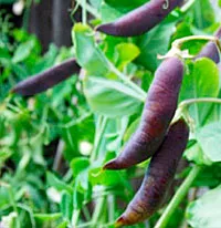 ‘Blue Podded Blauwschokkers’ (shelling)