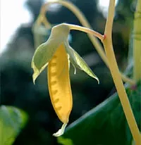 'Golden Sweet' (snow pea)