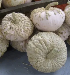 ‘Galeaux D'Eysines’