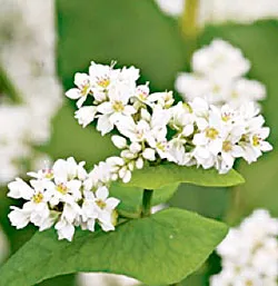 Buckwheat flowers