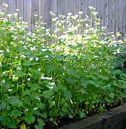 Buckwheat