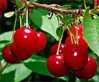 Cherries