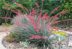 coralYucca250