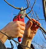 Dormant Pruning