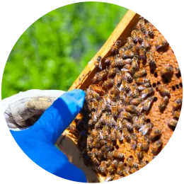 _MG_1536 as Smart Object-1-01