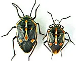 Bagrada bug