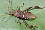 Leaffooted bug