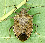 Brown marmorated stink bug