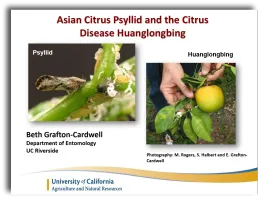 Asian Citrus Psyllid (ACP) PowerPoint Screen Capture in English