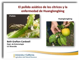 Asian Citrus Psyllid (ACP) PowerPoint Screen Capture in Espanol