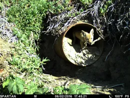 A coyote climbing through a storm drain