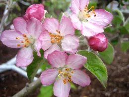 Cluster of pink-and-white apple blossoms with orange-tipped stamens and deep pink unopened buds on a branch with green leaves