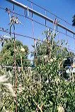Support structure for tomato plants with wire mesh against a blue sky.