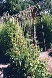 Vertical strings attached to a conduit support tall tomato plants in a garden.