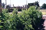 Row of healthy tomato plants supported by posts and twine, set against a bright sky.