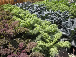 Rows of vibrant winter greens, including purple and green kale, arranged in distinct patterns in a sunny garden.