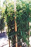 Square wooden cage supporting lush green tomato plants, with small tomatoes visible among the foliage.