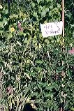 A heavy-gauge wire tomato stand in the shape of an open "V," supporting lush green tomato plants in a garden setting.