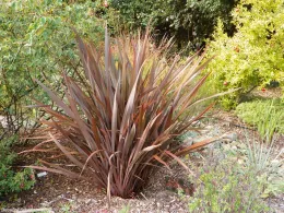 View of Palo Alto Waterwise Garden