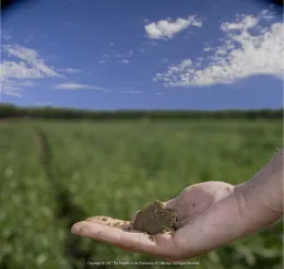 Photo of hand holding soil in front of rows of crops