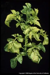 Magnesium Deficiency Symptoms