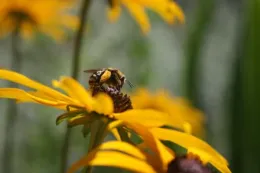 Bee on Rudbeckia