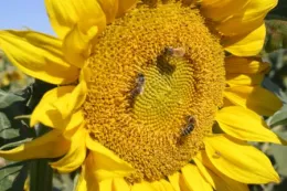 Bees on Sunflower