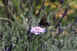 Butterly on Scabiosa Flower