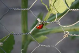Lady Beetle