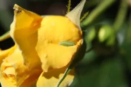 Syrphid Fly Larvae on Rose