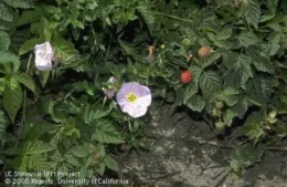 Primrose infested by wild blackberry, Rubus sp.