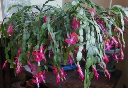 Christmas cactus