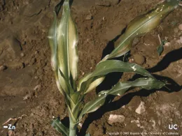 Corn showing zinc deficiency symptoms