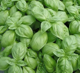 Basil. Click to enlarge.