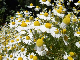 German chamomile. Click to enlarge.