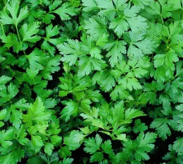 Italian parsley. Click to enlarge.