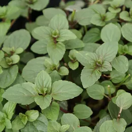 Black peppermint. Click to enlarge.