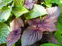 Shiso/Perillia. Click to enlarge.