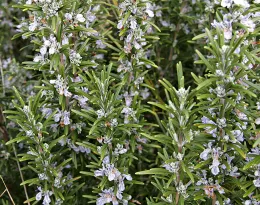 Rosemary. Click to enlarge.