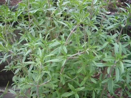 Summer savory.<br>Click to enlarge.