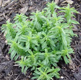 Winter savory.<br>Click to enlarge.