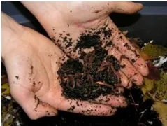 Worm composting