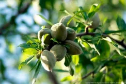 A close-up of a cluster of green, unripe almonds on a tree branch surrounded by green leaves.