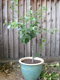 A young apple tree with green leaves growing in a turquoise-colored ceramic pot, set against a wooden fence.