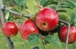 A close-up of a branch with ripe red apples and green leaves on an apple tree.