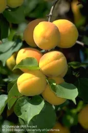 A close-up of a cluster of yellow-orange apricots hanging on a tree branch surrounded by green leaves.