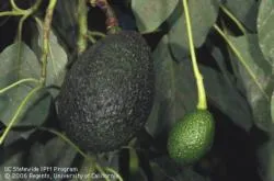 A large, dark green avocado and a smaller bright green avocado hanging on an avocado tree branch, surrounded by green leaves.